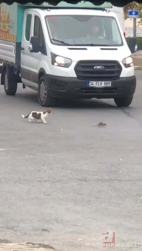 Çizgi film Tom ve Jerry’i akıllara getirdi! Kartal’da sürücüleri şoke eden olay… Neye uğradığını şaşırdı 4