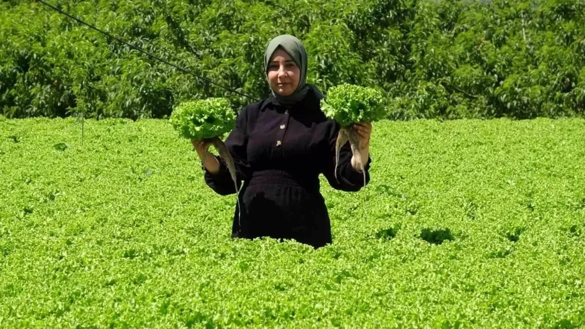 Erzincan'da marul hasadı başladı