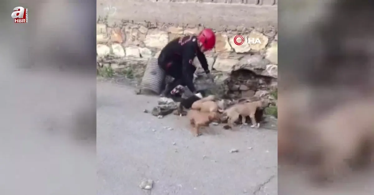 Su borusundan 7 yavru köpek çıktı