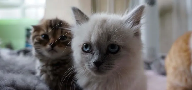 Paris'teki stüdyo dairede 130 kedi bulundu
