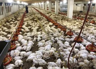Sabah çiftliğe gittiklerinde hayatlarının şokunu yaşadılar! Zarar çok büyük