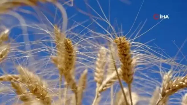 Kızıltepe Ovası’nda buğday hasadı verimli geçiyor