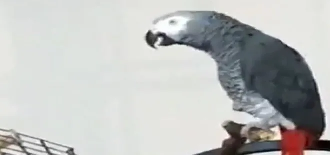 Sahibi koronavirüse yakalandı! Papağan Pakize böyle seslendi |Video