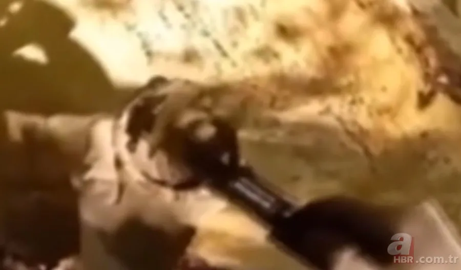 ''Defineyi koruyan yılan'' efsanesi gerçek oldu! Taş kesilmiş yılanın hikayesi ürküttü 16