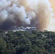 Ormanlara ağaç dikilmesi için büyük kampanya