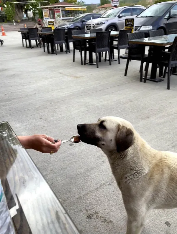 1620556424784.jpg Sokak köpeğine kaşıkla yemek yedirdi! Tartışma konusu oldu - 3