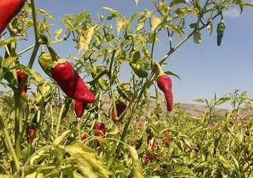 Acı biber ömrü uzatıyor