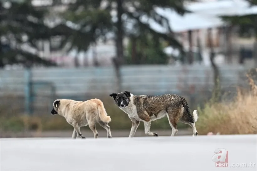 Ekşi Sözlük skandalı bitmek bilmiyor! 'Bir çocuğu mu kurtarırsınız yoksa bir köpeği mi?' sorusuna mide bulandıran cevaplar 6