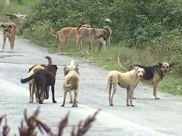 1662090266987.jpeg Başıboş köpekler için hayvan dostu formül! Soruna restoranlar el attı - 2