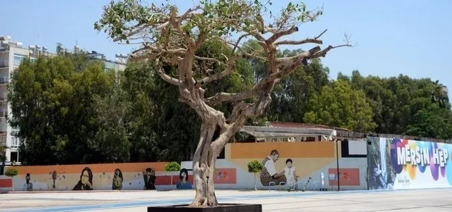 Mersin Özgecan Aslan Meydanı’ndaki ağacın kurutulması skandalında yeni gelişme! Savcılık ifadesi ortaya çıktı