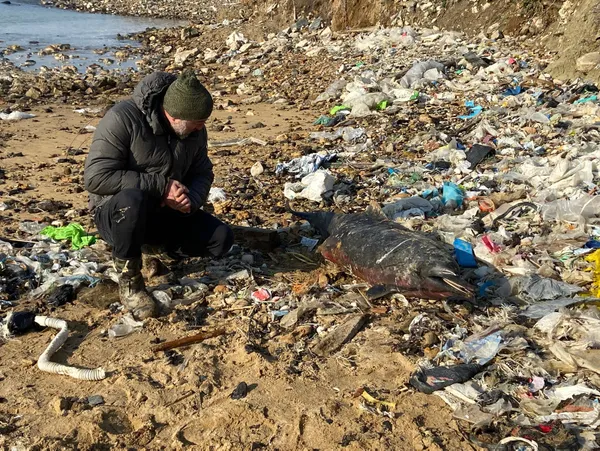 1648281364267.jpg İstanbul'da korkutan görüntü! 24 ölü yunus balığı kıyıya vurdu | Yunus ölümlerinde savaş izi ihtimali - 2