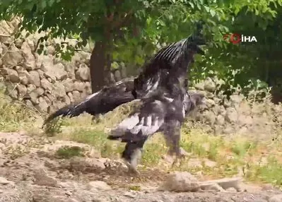 Kaya kartalıyla dostluğu görenleri şaşırtıyor