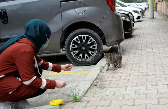 Mersin'de dehşete düşüren olay! 15 kedi zehirlenerek telef edildi - 2
