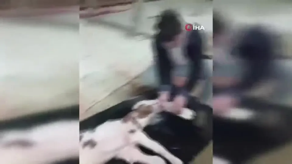 Buzağıyı görünce büyük şok yaşadı... Gören şaştı kaldı