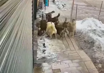 Hakkari’de köpekler bu kez kurda saldırdı! O anlar kamerada