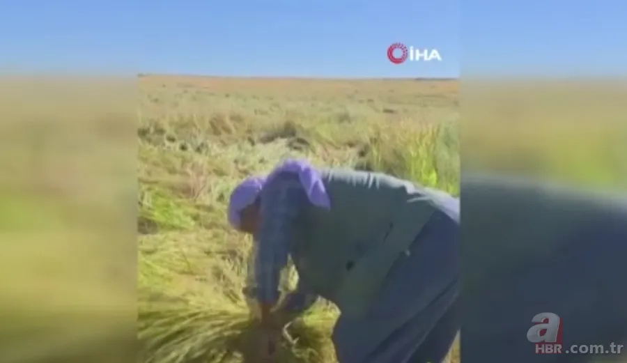 Tesadüfen keşfedildi adeta protein deposu! 6 yıllık nadas sonrası ortaya çıkıyor faydaları say say bitmiyor 4