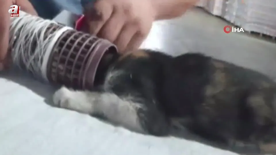 Kedinin imdat çığlığına şef yetişti