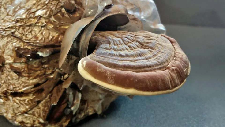 Reishi mantarı faydaları | Altın fiyatları yanına yaklaşamıyor! Herkes bu mantarın peşinde