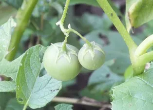 Bilecik’te görülmemiş olay! Patates ektiler domates çıktı