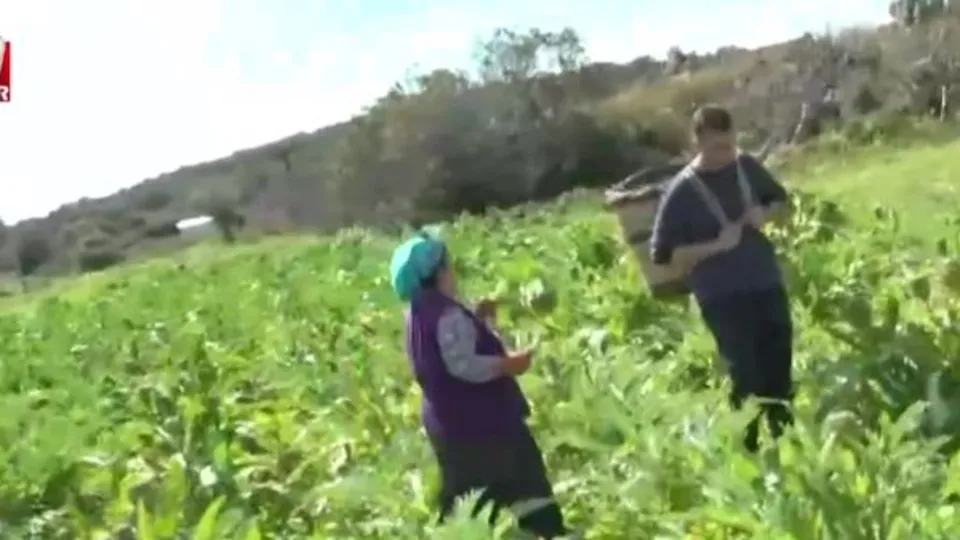 Enginarın üretim üssü İzmir