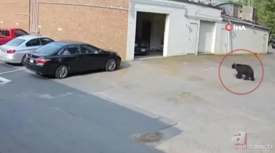 Bahçesine girip erik ağacına çıktı! Hemen telefona sarıldı 4