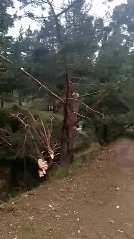 Hortum ağaçları kökünden söktü - 3