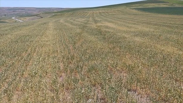 Kuraklık desteği yattı mı, ne zaman yatacak? Çiftçiye kuraklık destek ödemesi ayın kaçında yatar, belli oldu mu? Bakan tarih verdi... - 3