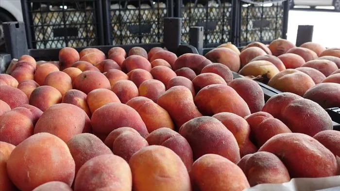 C vitamininde limonu ve portakalı sollayan yaz meyvesi!