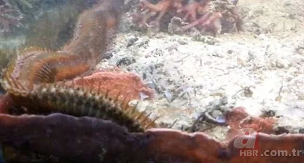 Hayvanlar dünyasından inanılmaz anlar 3