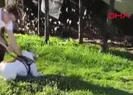 Pitbull dehşeti! Böyle saldırdı