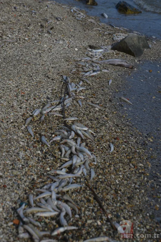 Küçükçekmece Gölü’nde büyük dram! CHP'li İBB kılını bile kıpırdatmıyor! Balıklardan sonra şimdi de martı ölümleri başladı 18