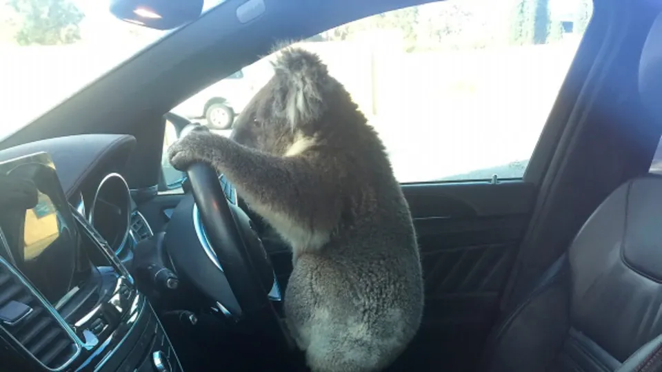 Otobanda 5 aracın karıştığı zincirleme trafik kazasına neden oldu! Koala direksiyon başında böyle poz verdi