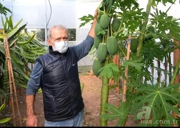 Kimsenin aklının ucundan geçmeyen reçel yaptı! Paraya para demiyor! İspanya'da gördü hayatı değişti... 2