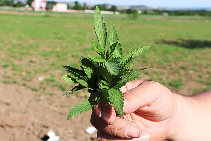 Başkan Erdoğan gündeme getirmişti! Kenevir üretimi iki katına çıkarıldı