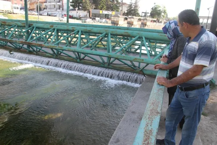 Konya Beyşehir’de şaşkına çeviren manzara! Su yılanlarının mücadelesi böyle görüntülendi | Vatandaşlar telefona sarıldı