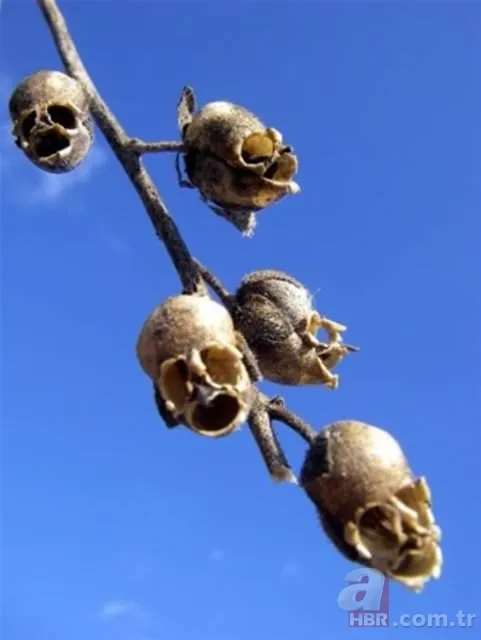 Ormanda yürüyüş yaparken karşısına çıktı! Ölü adamın parmakları kan dondurdu 19