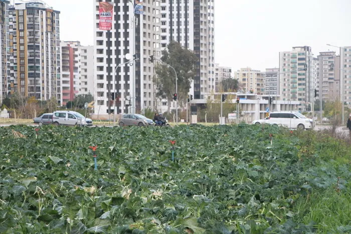 Yol kenarındaki arazilerde üretilen 'köy ürünü'nde büyük tehlike! Uzman isimden kritik uyarı geldi - 2