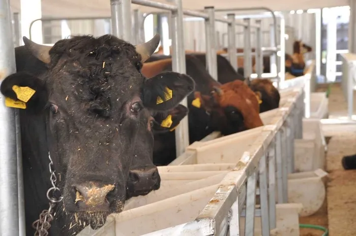 et-ithalatini-onleyecek-proje-tarim-bakanligi-dugmeye-basti-1756442427947.jpeg Et ithalatını önleyecek proje! Tarım ve Orman Bakanlığı düğmeye bastı - 4