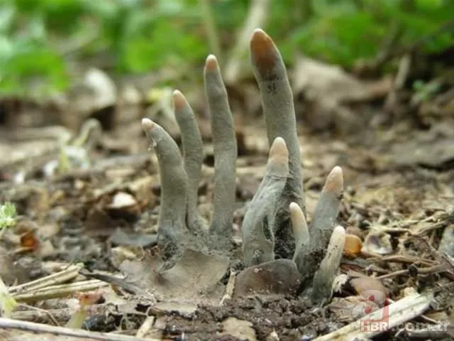 Ormanda yürüyüş yaparken karşısına çıktı! Ölü adamın parmakları kan dondurdu 12