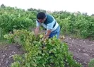 Kilosu 600 liradan kapış kapış satılıyor