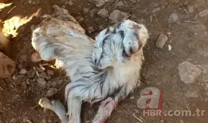 Keçinin doğurduğu oğlak dehşete düşürdü! 4 gözü 3 kulağı...