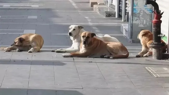 Sokak hayvanı sorununa yaptırım! Köpeğini terk edene 60 bin lira para cezası! Kanun teklifi komisyonda kabul edildi - 7