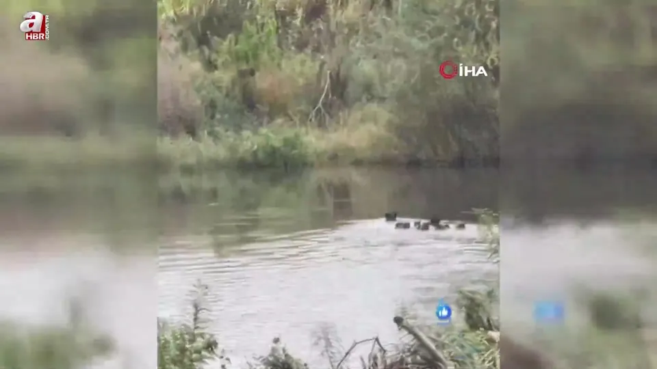 Yaban domuzları Meriç Nehri üzerinden Yunanistan’a geçti