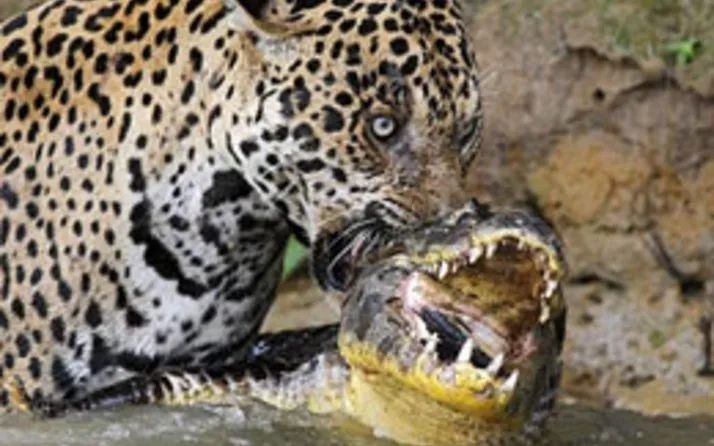 Timsah ve jaguarın inanılmaz karşılaşması nefesleri kesti!
