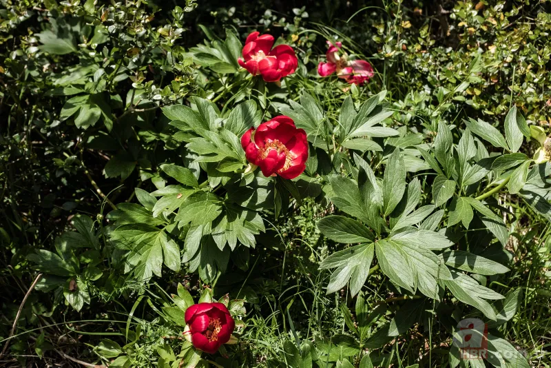 İstanbul'da çok nadir görülüyor! Bu çiçek koparanın elini yakıyor! İşte cezası... 3
