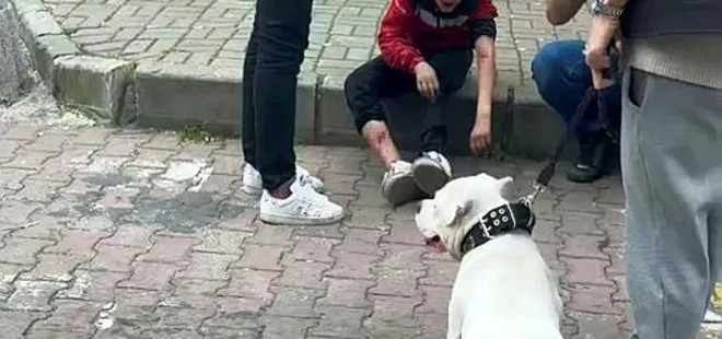 Kağıthane’de sahipsiz köpeklerin saldırdığı çocuk yaralandı