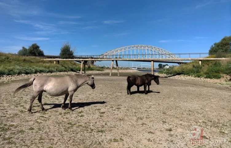 Avrupa'da 500 yılın kuraklığı! Dünya korkuyla izliyor 9