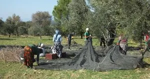 On binlerce kişiye ekmek kapısı oldu!