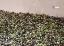 Adana’da zeytinin yağ yolculuğu