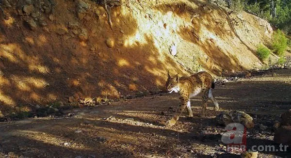 Dünyada ve Türkiye'de bir ilk! Aynı bölgede görüldüler 25